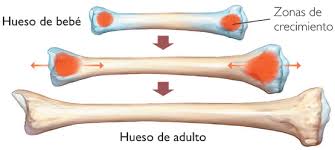cartilago1
