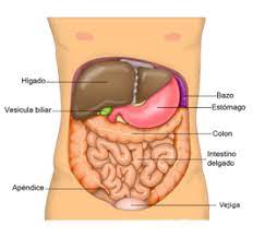 abdomen4